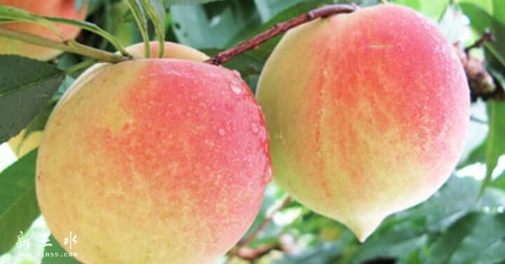 正宗九峰山当季水果,农家自产自销,现摘现卖